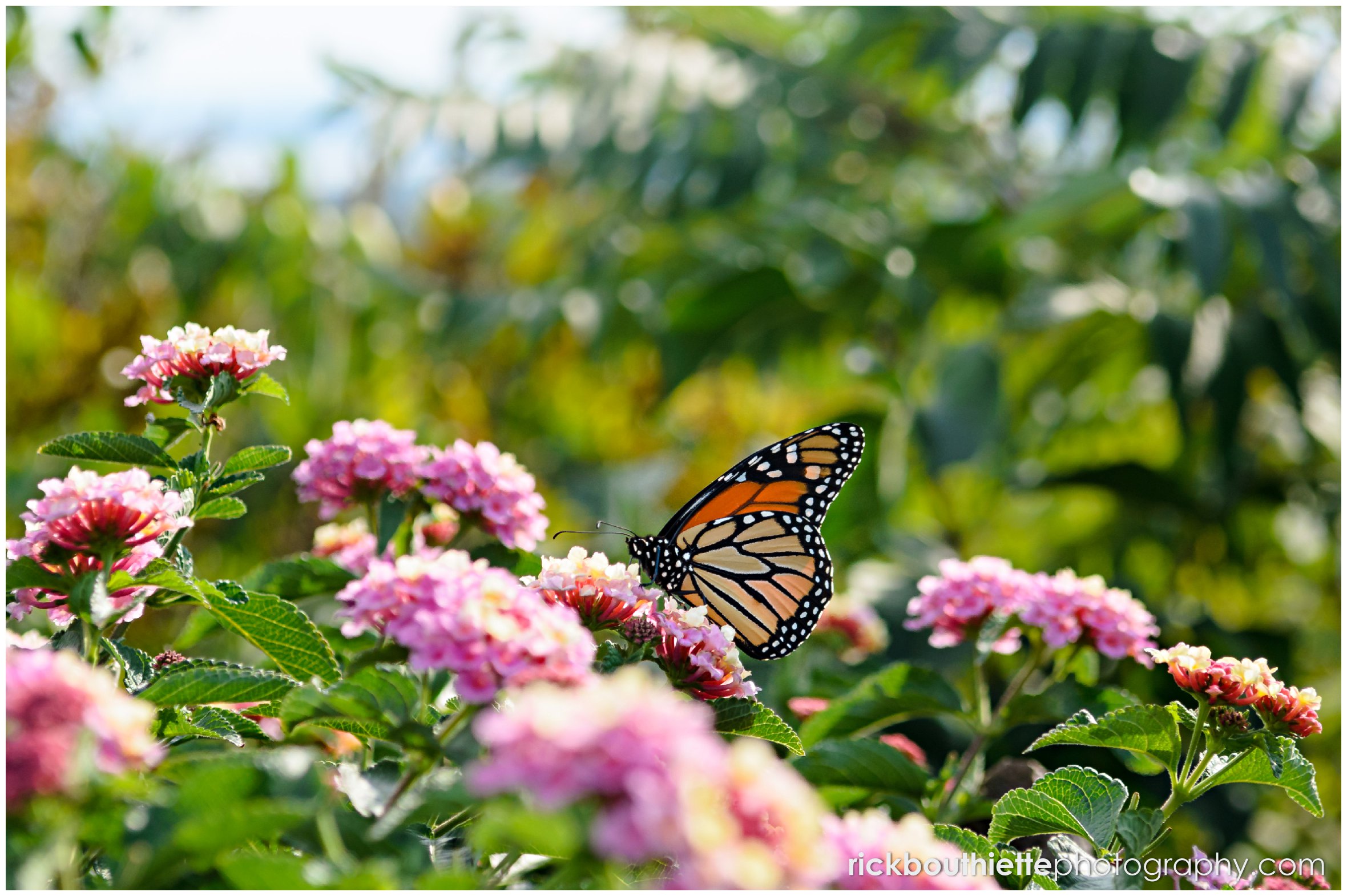 butterfly on pretty flowers at Castle In The Clouds wedding